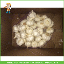 Jinxiang Chinês Fresco Normal Branco &amp; Pura Branco &amp; Vermelho &amp; Snow White Garlic saco de malha 5.0CM Em 10Kg Carton